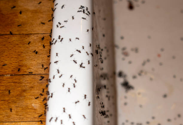 Best Mosquito Control Services  in South Floral Park, NY
